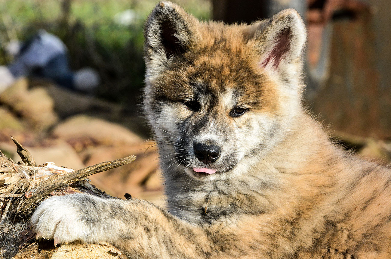 ISAMU Mori No Kodomo