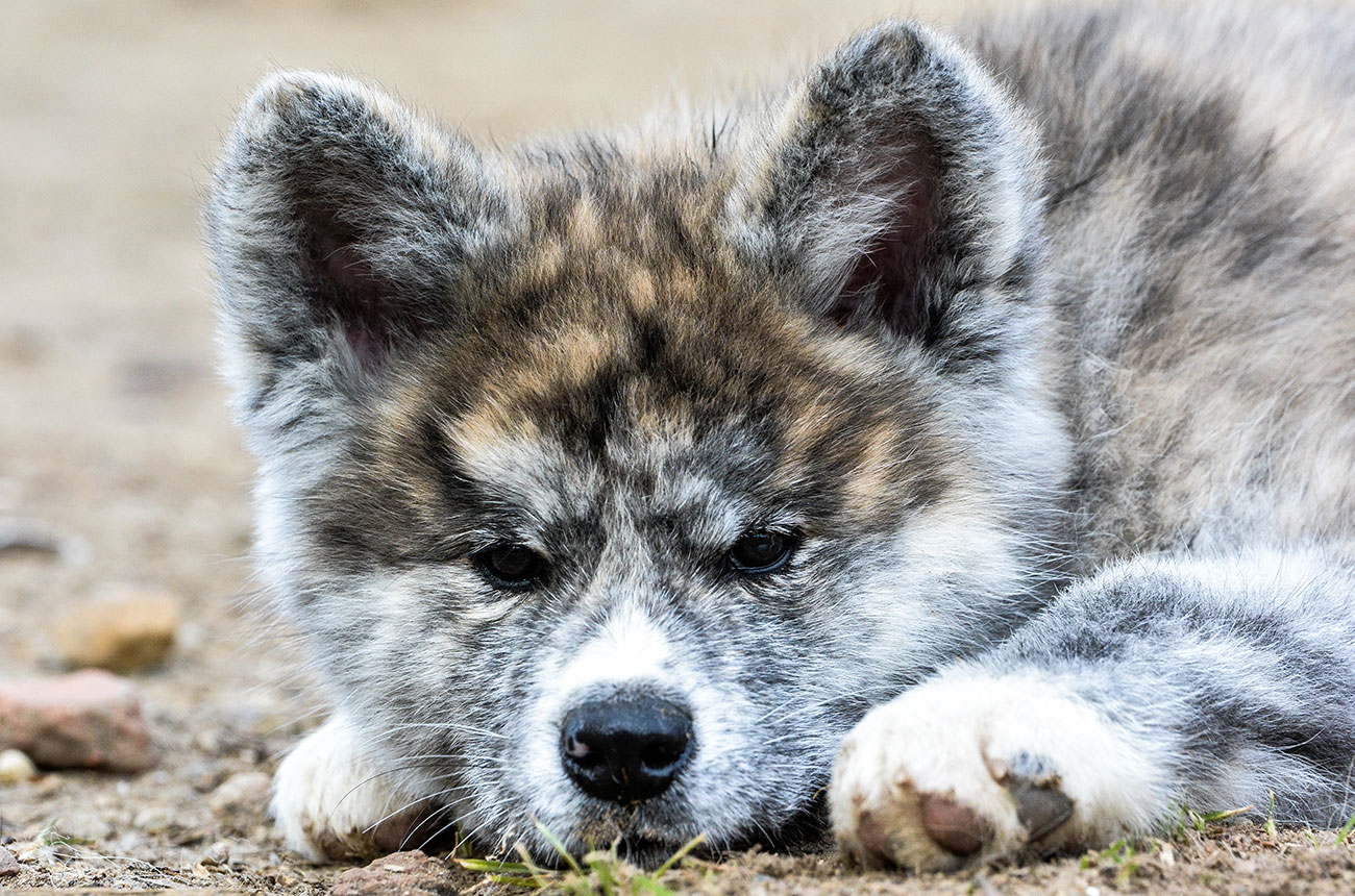 ISEHIBIKI Mori No Kodomo
