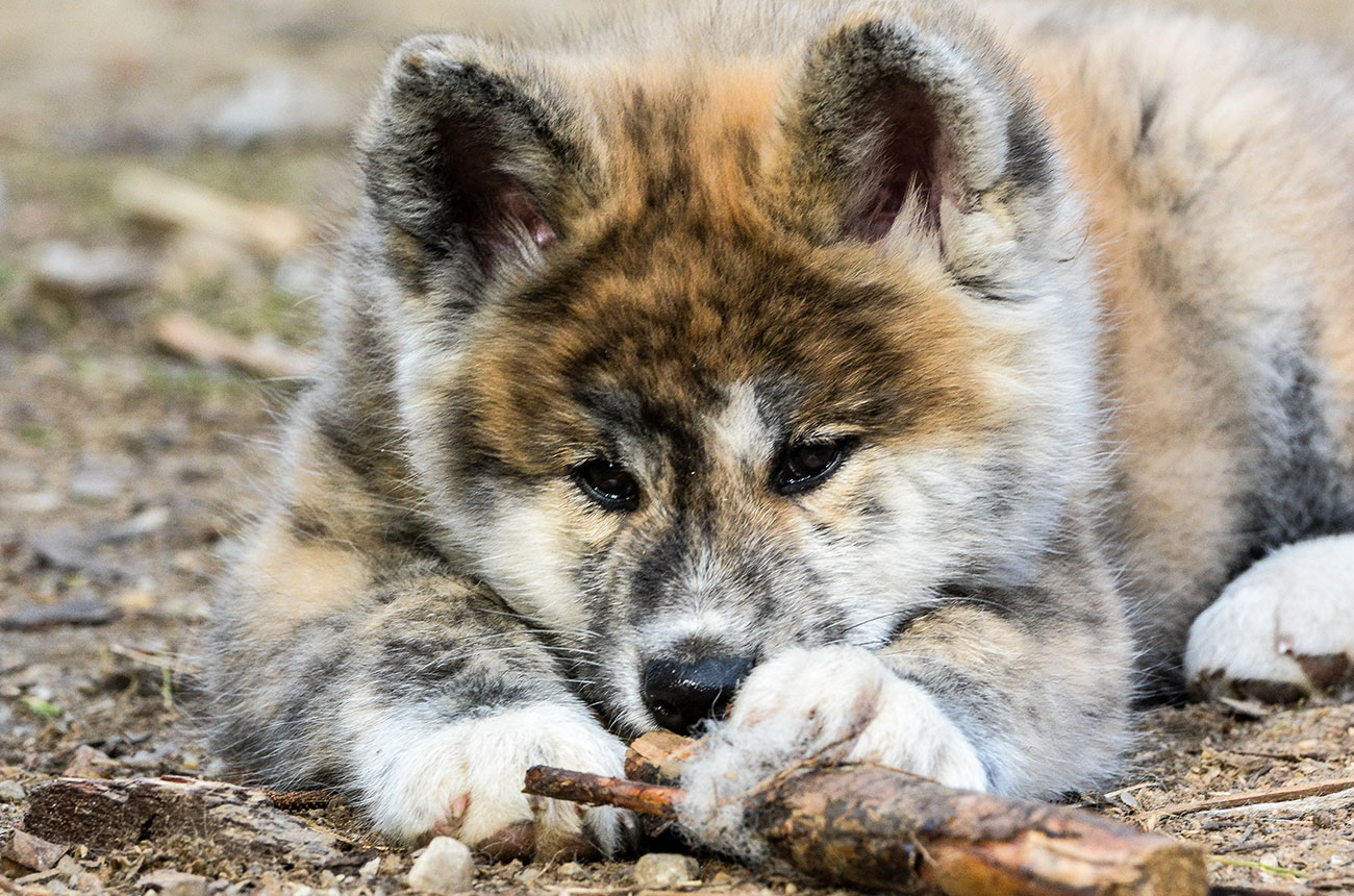 ISAMU Mori No Kodomo