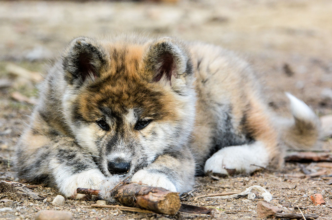 ISAMU Mori No Kodomo