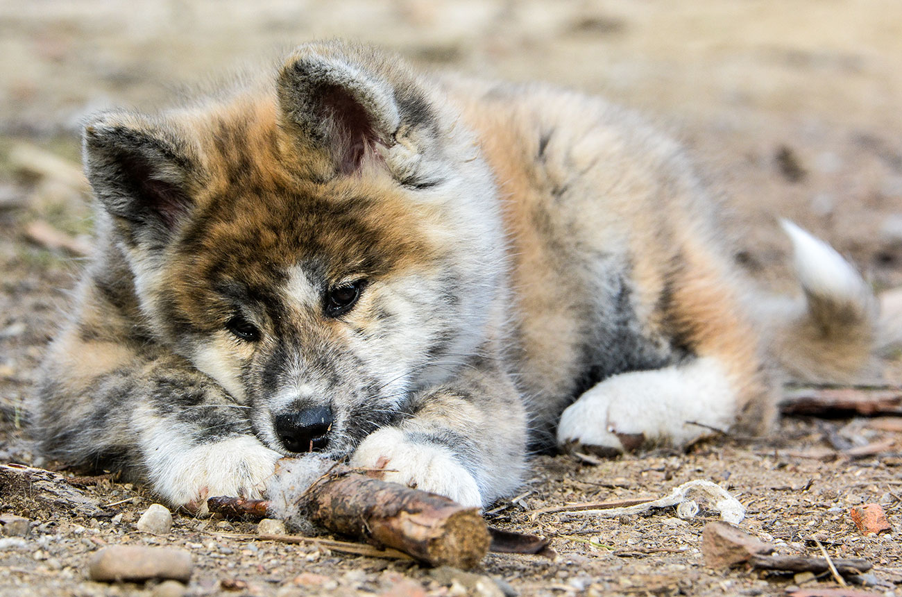 ISAMU Mori No Kodomo