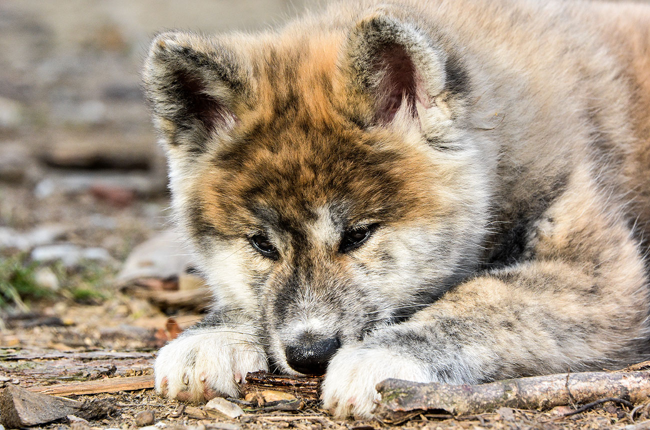 ISAMU Mori No Kodomo