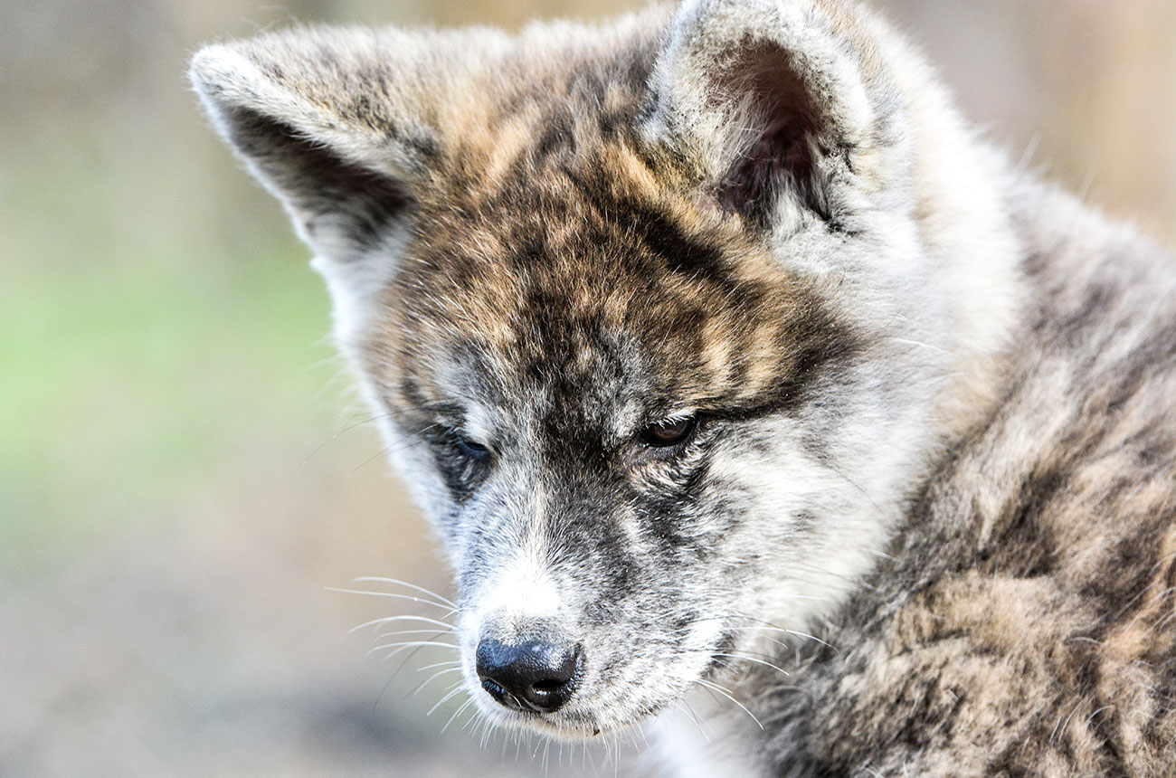 IKUMI Mori No Kodomo