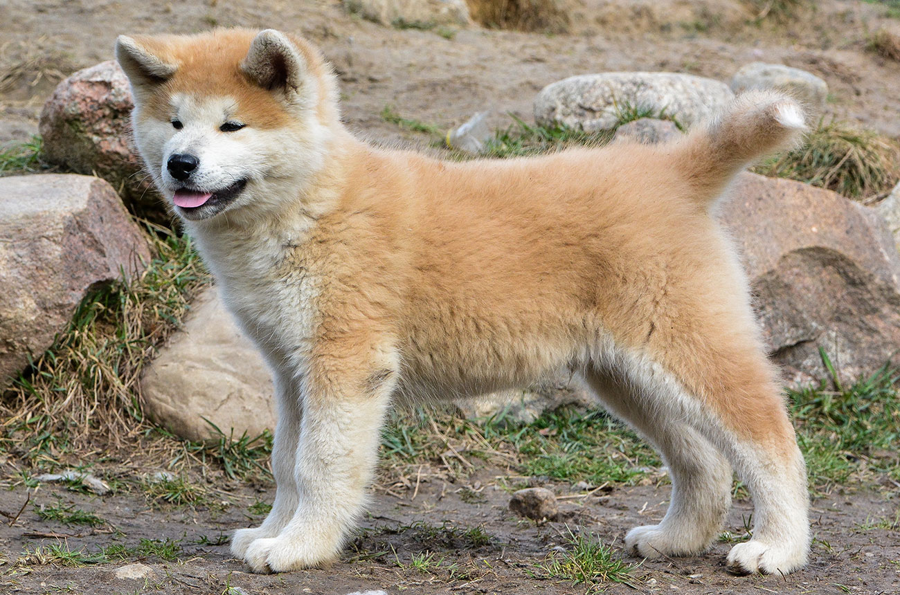 IKU Mori No Kodomo - red male