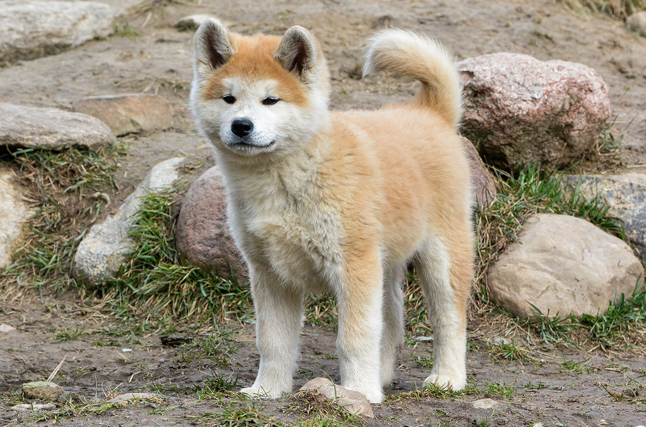 IBUKI Mori No Kodomo - red male