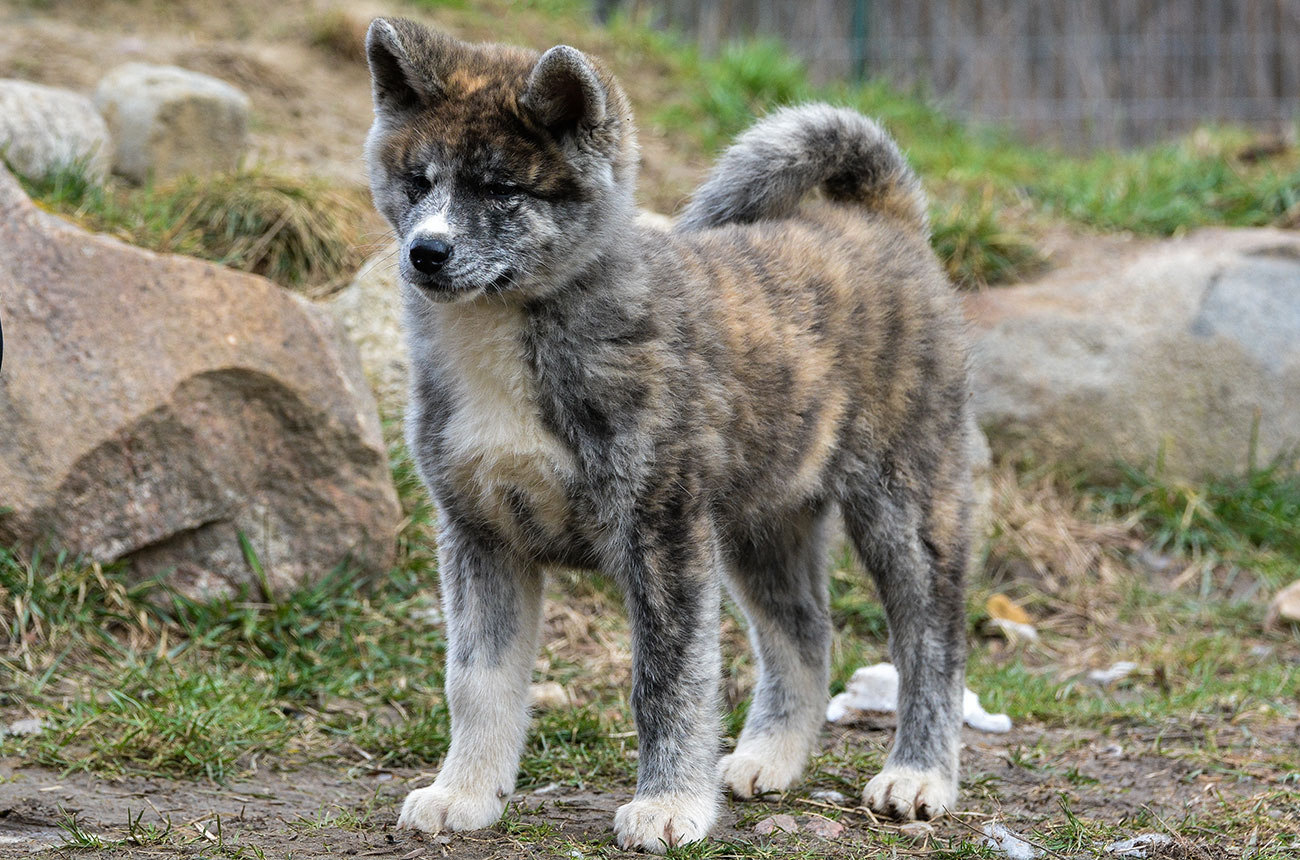 IKUMI Mori No Kodomo - brindle female