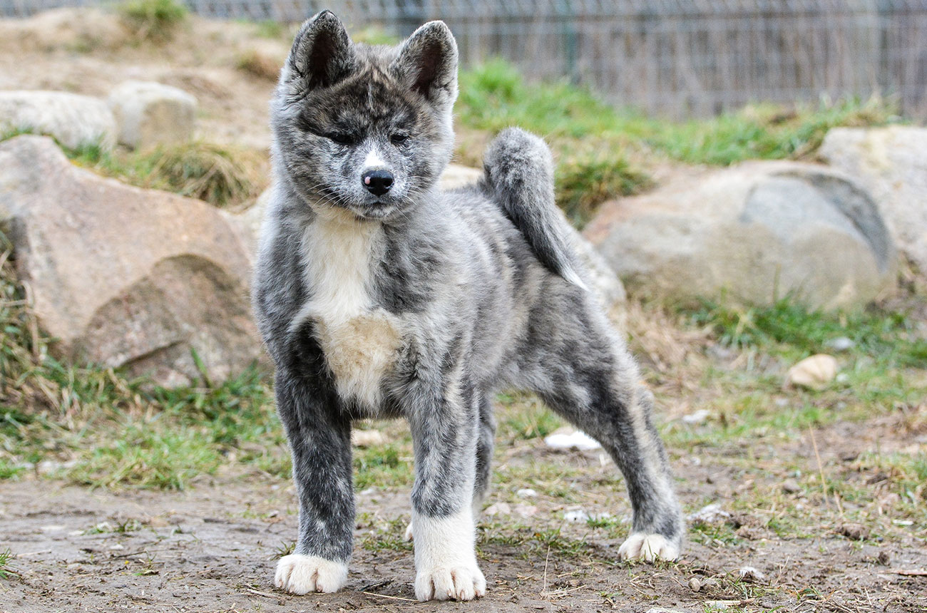 ICHINOSEKI Mori No Kodomo