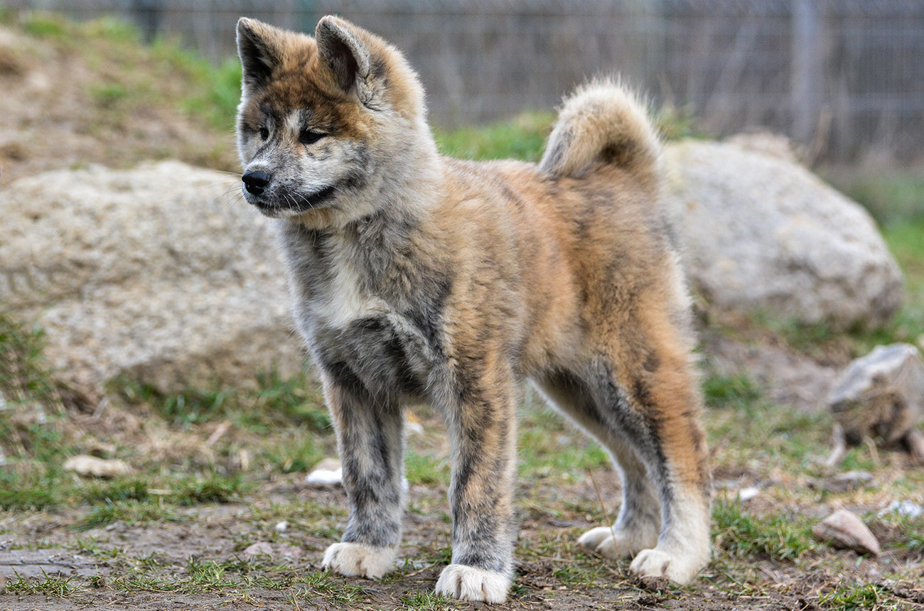 ISAMU Mori No Kodomo - brindle male