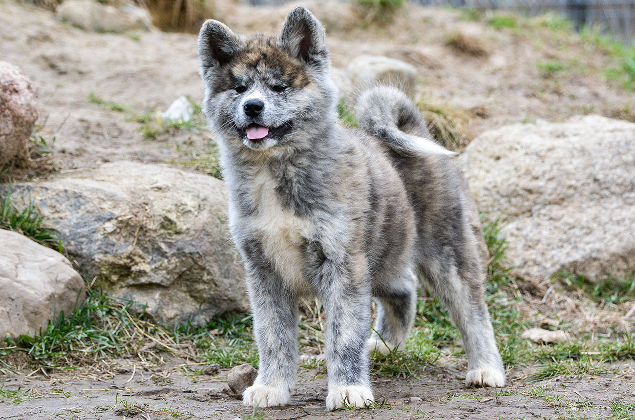 ISEHIBIKI Mori No Kodomo - brindle male