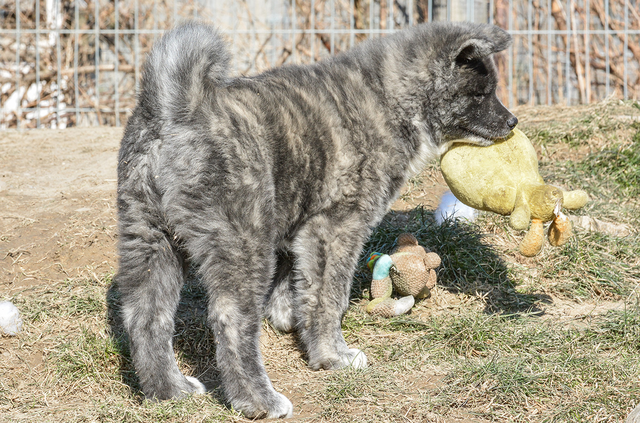Mononoke 8 weeks old