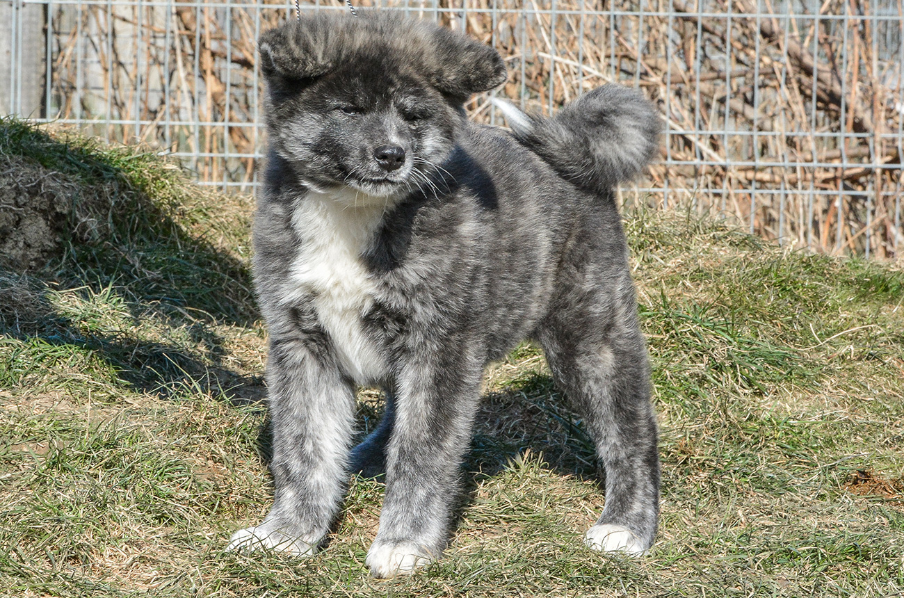 Mononoke 8 weeks old