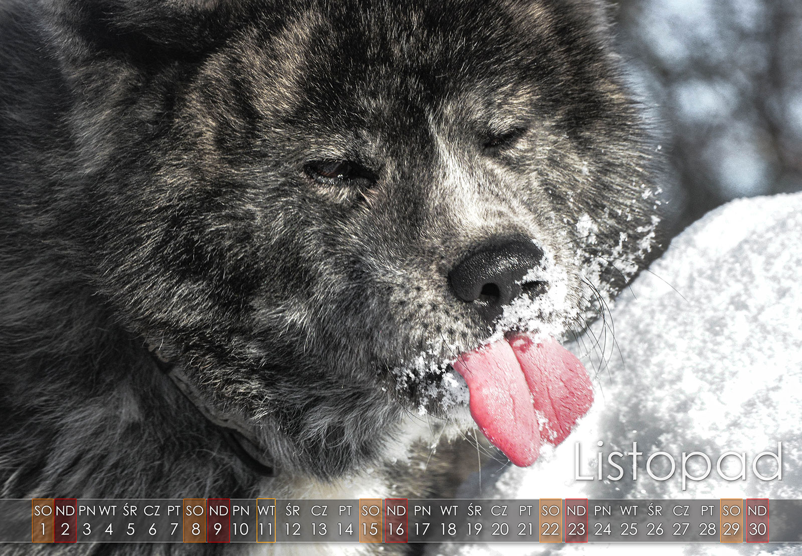 11 Listopad2025 copy