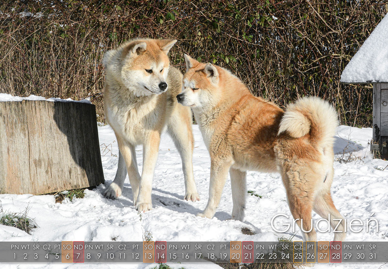 12 Grudzien2025 copy