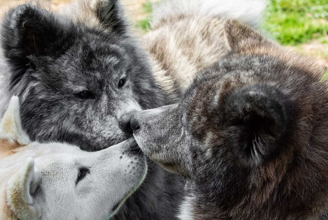 Majówka z Moriczkiem