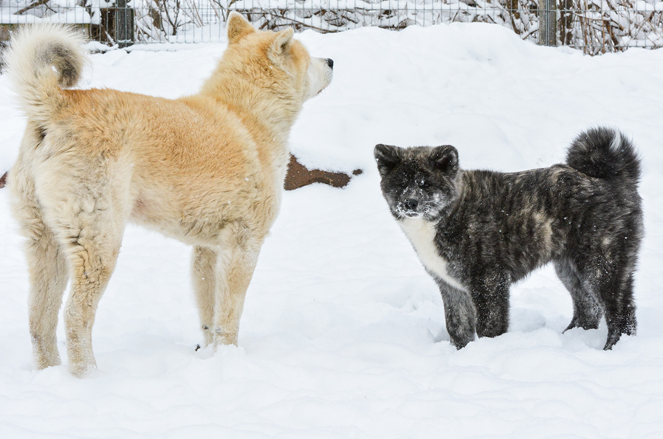 Princess Mononoke & ZuZu