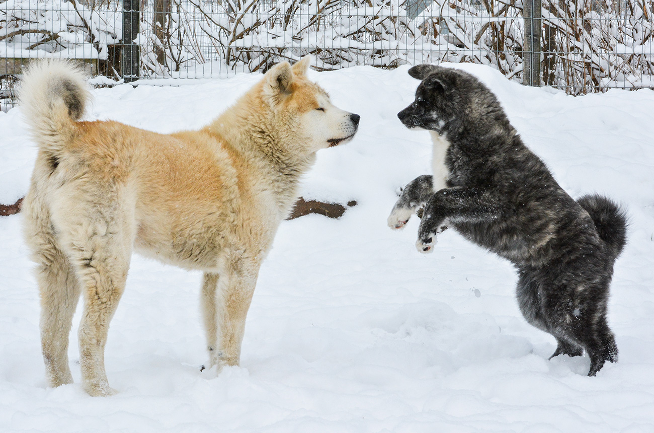 Princess Mononoke & ZuZu