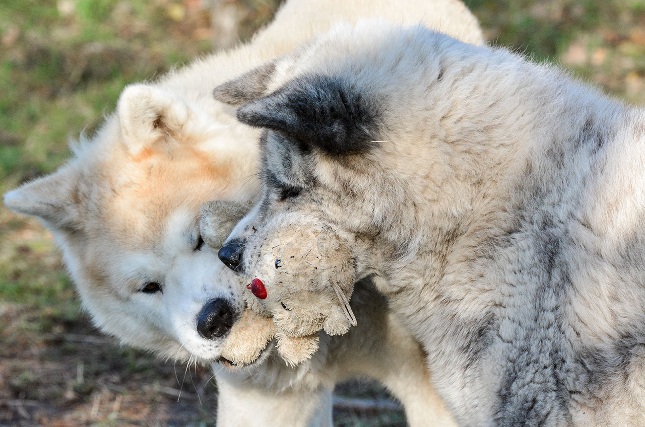 Zuzek & Jasna i Pogodna