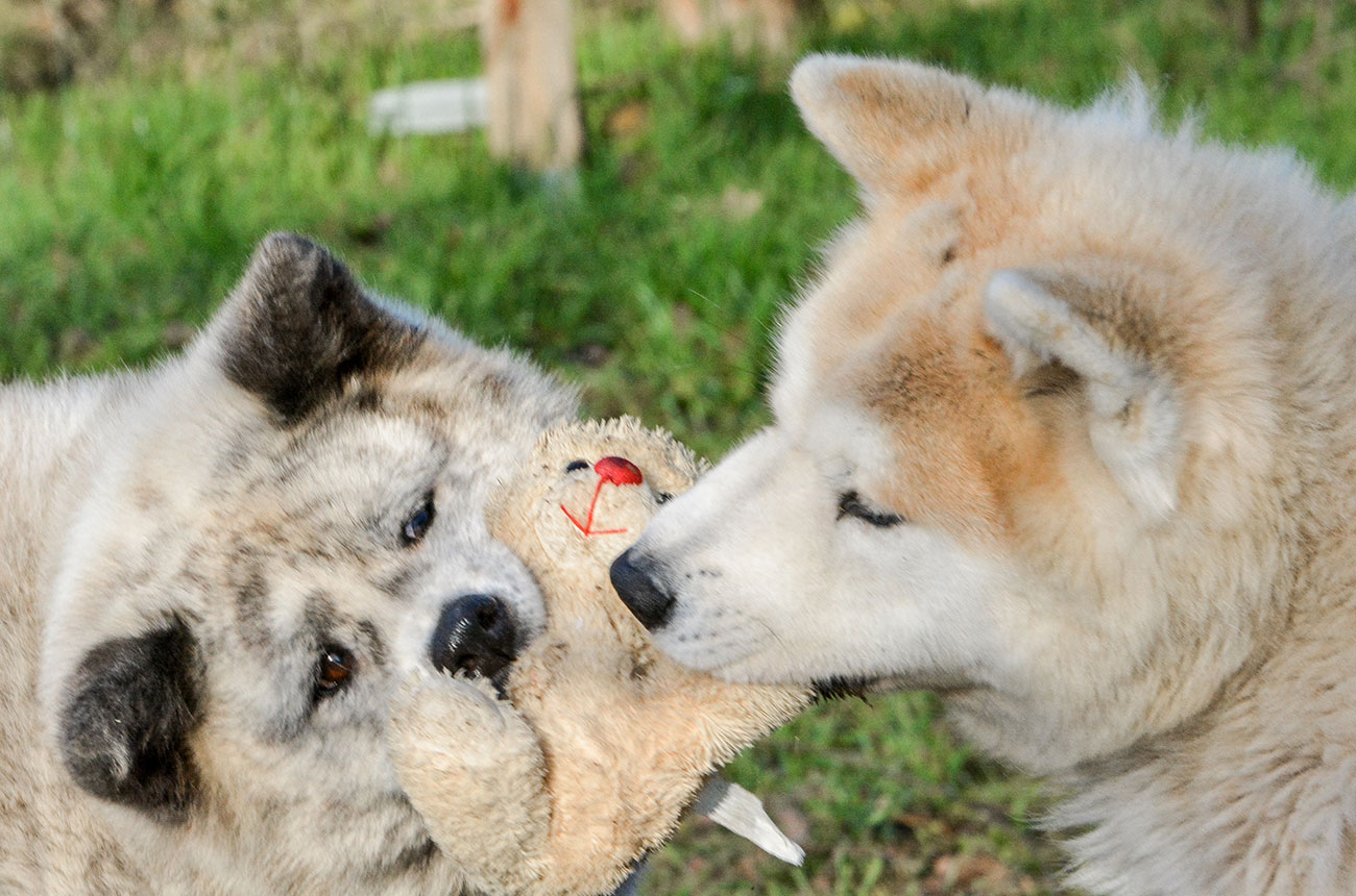 Zuzek & Jasna i Pogodna