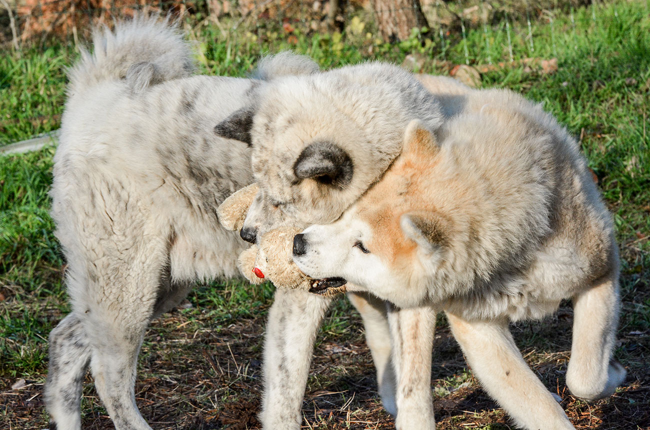 Zuzek & Jasna i Pogodna