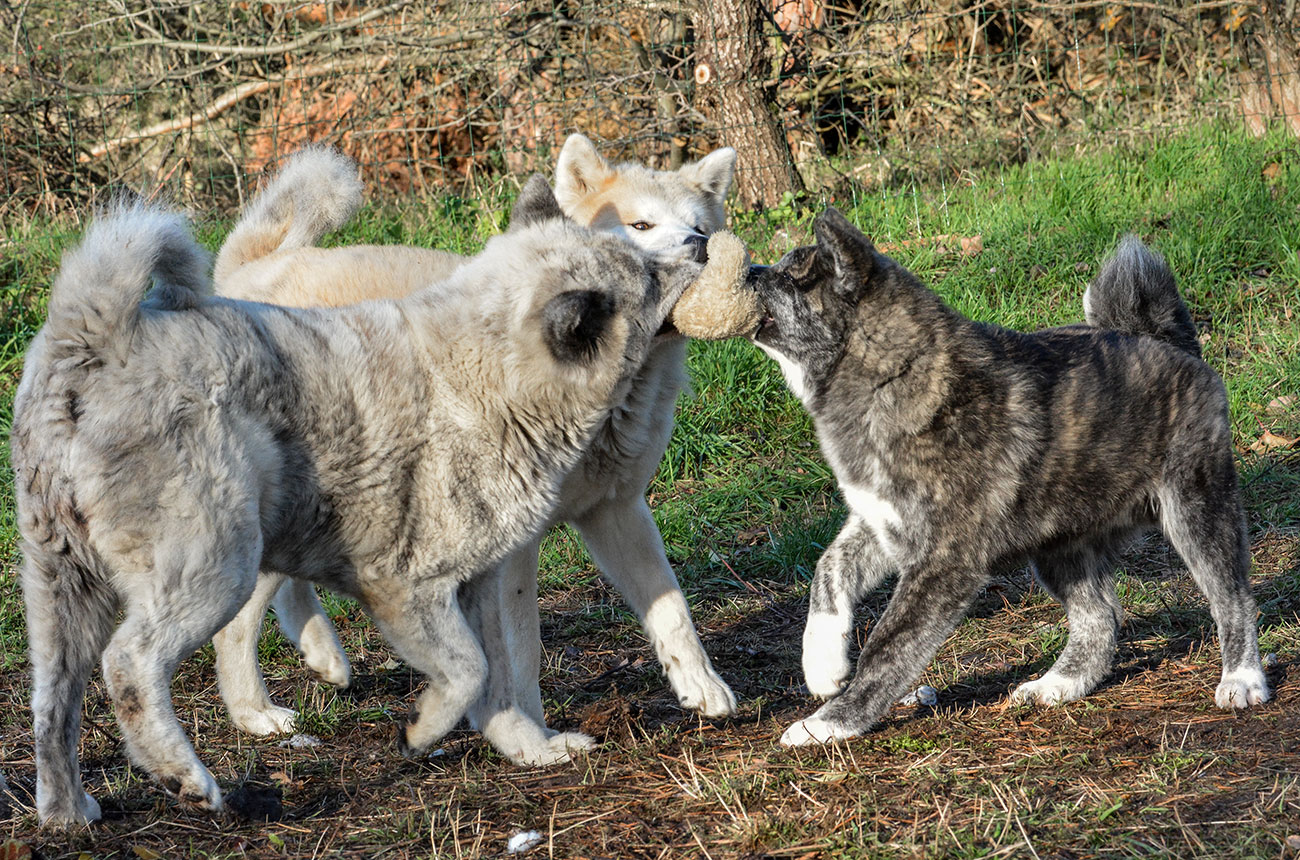 Jasna i Pogodna & Zuzek & Masamune
