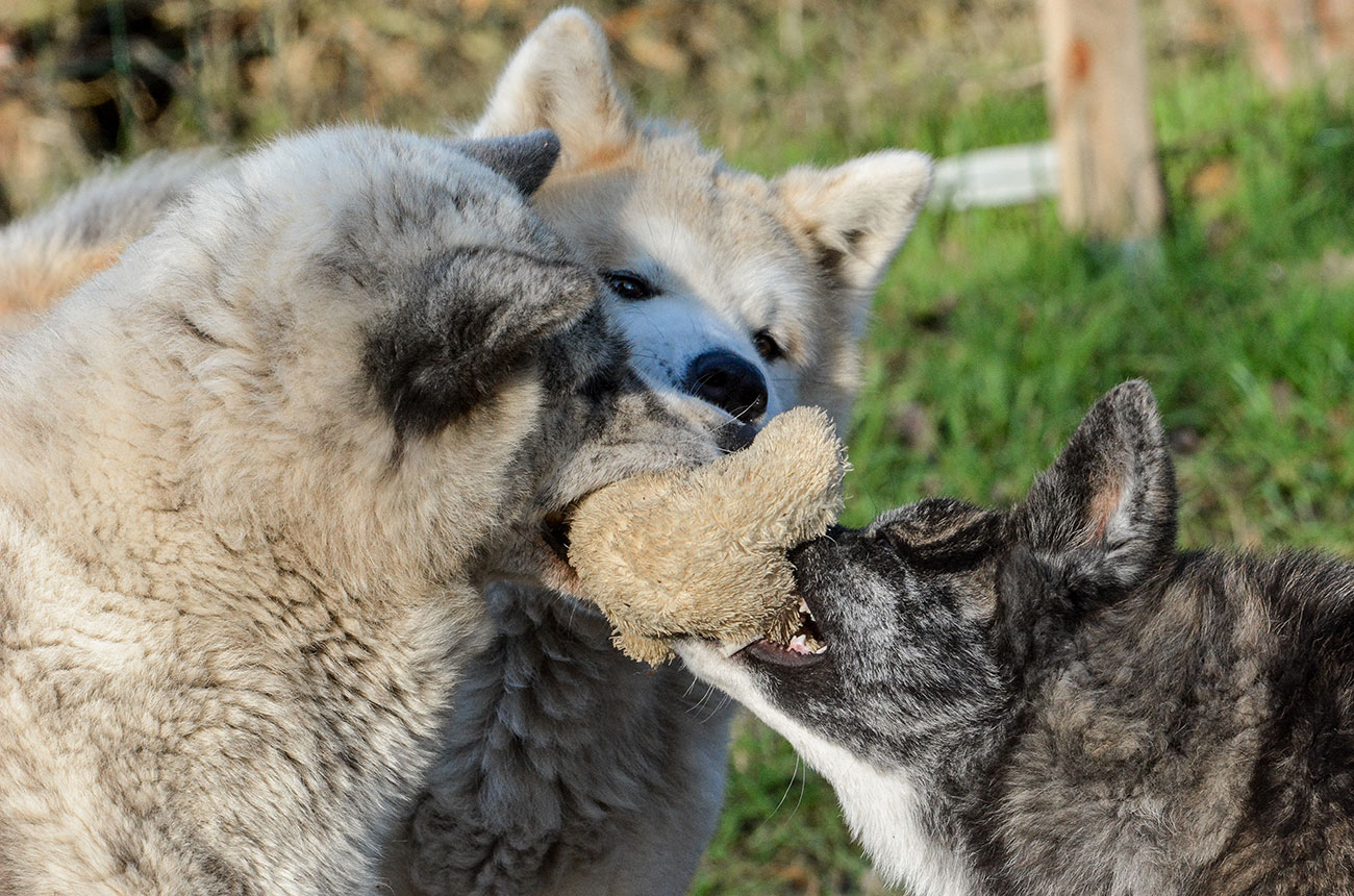 Jasna i Pogodna & Zuzek & Masamune