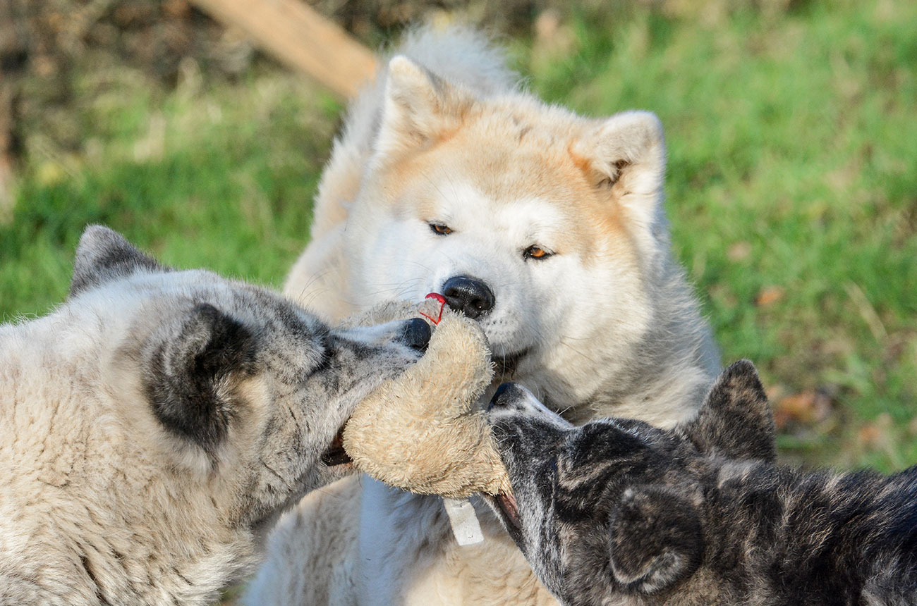 Jasna i Pogodna & Zuzek & Masamune