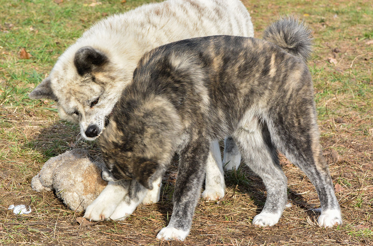 Jasna i Pogodna & Masamune