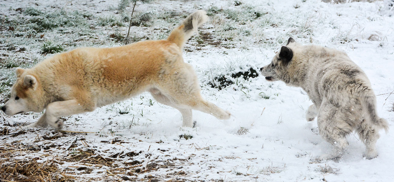 Zuzek & Jasna i Pogodna