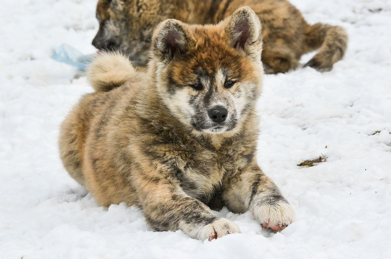 ISAMU Mori No Kodomo