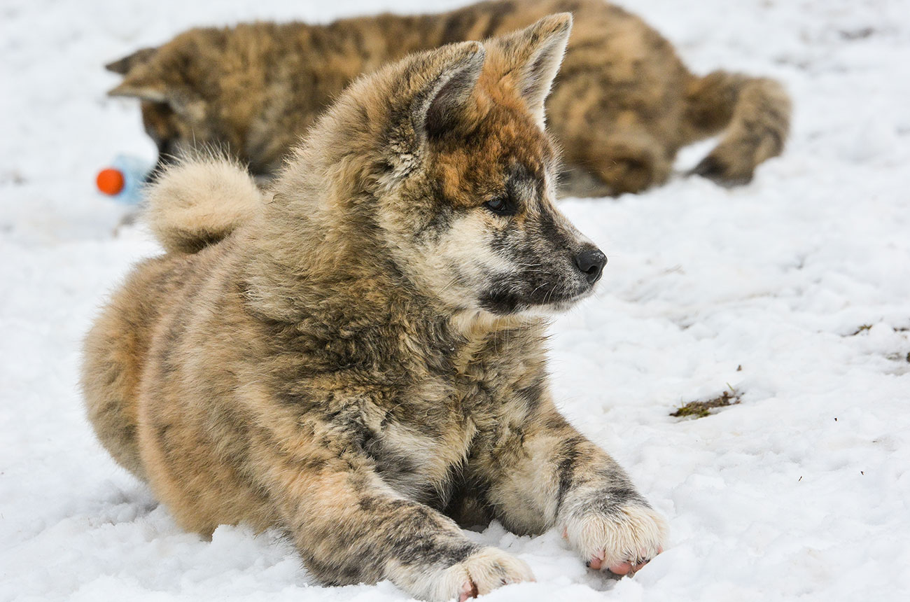 ISAMU Mori No Kodomo