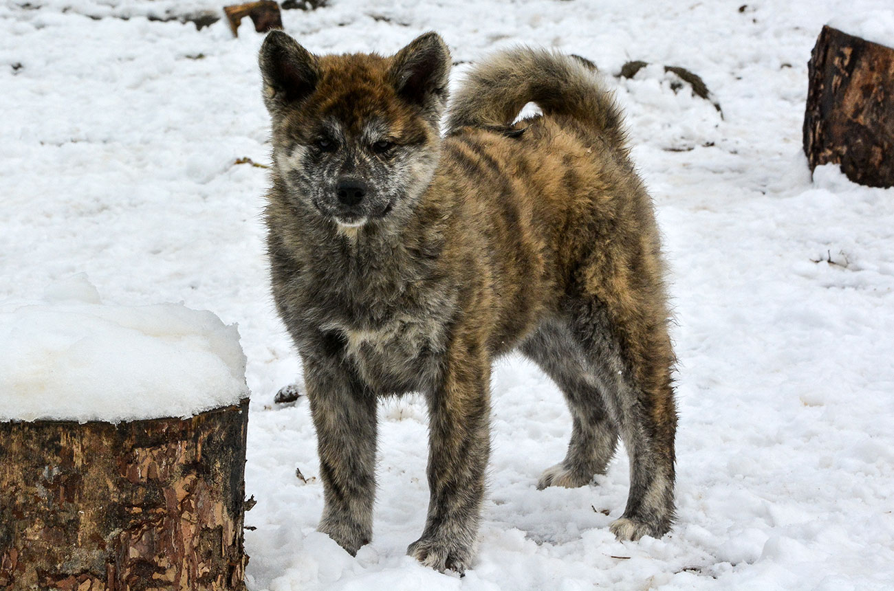 ITSUMI Mori No Kodomo