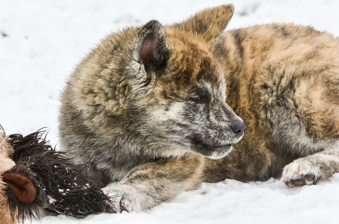 ITSUMI Mori No Kodomo