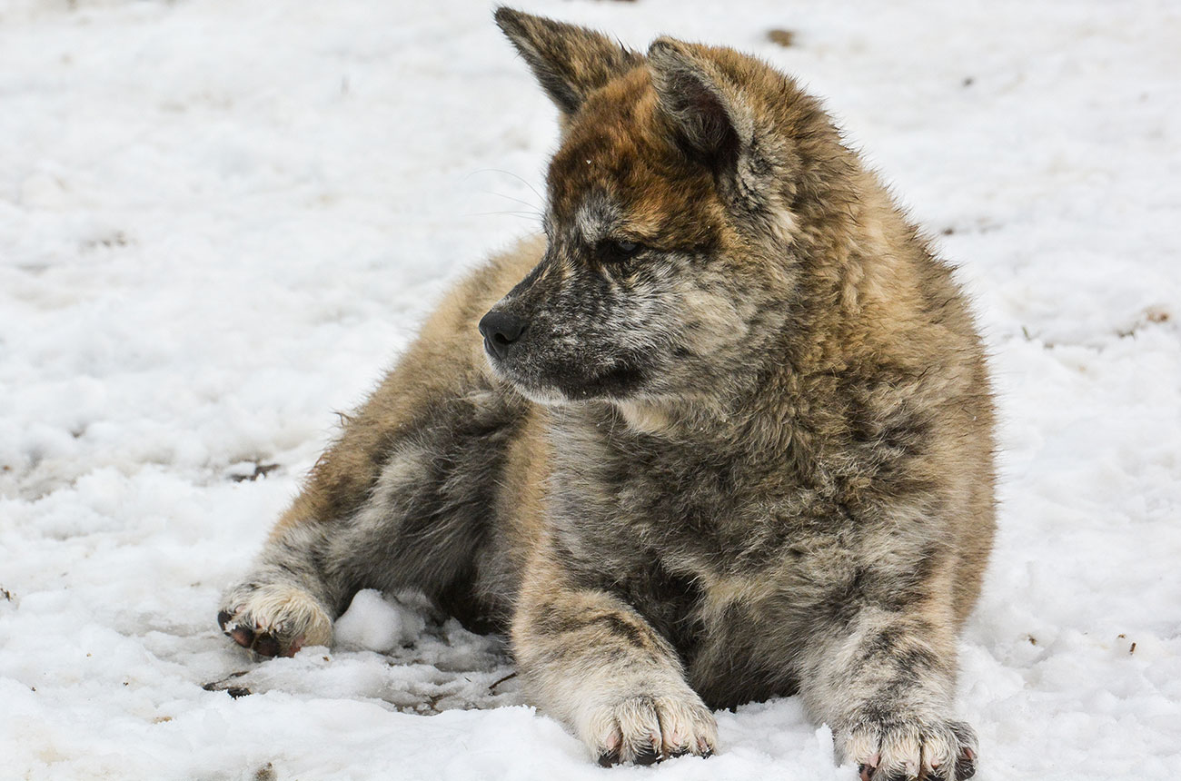 ITSUMI Mori No Kodomo