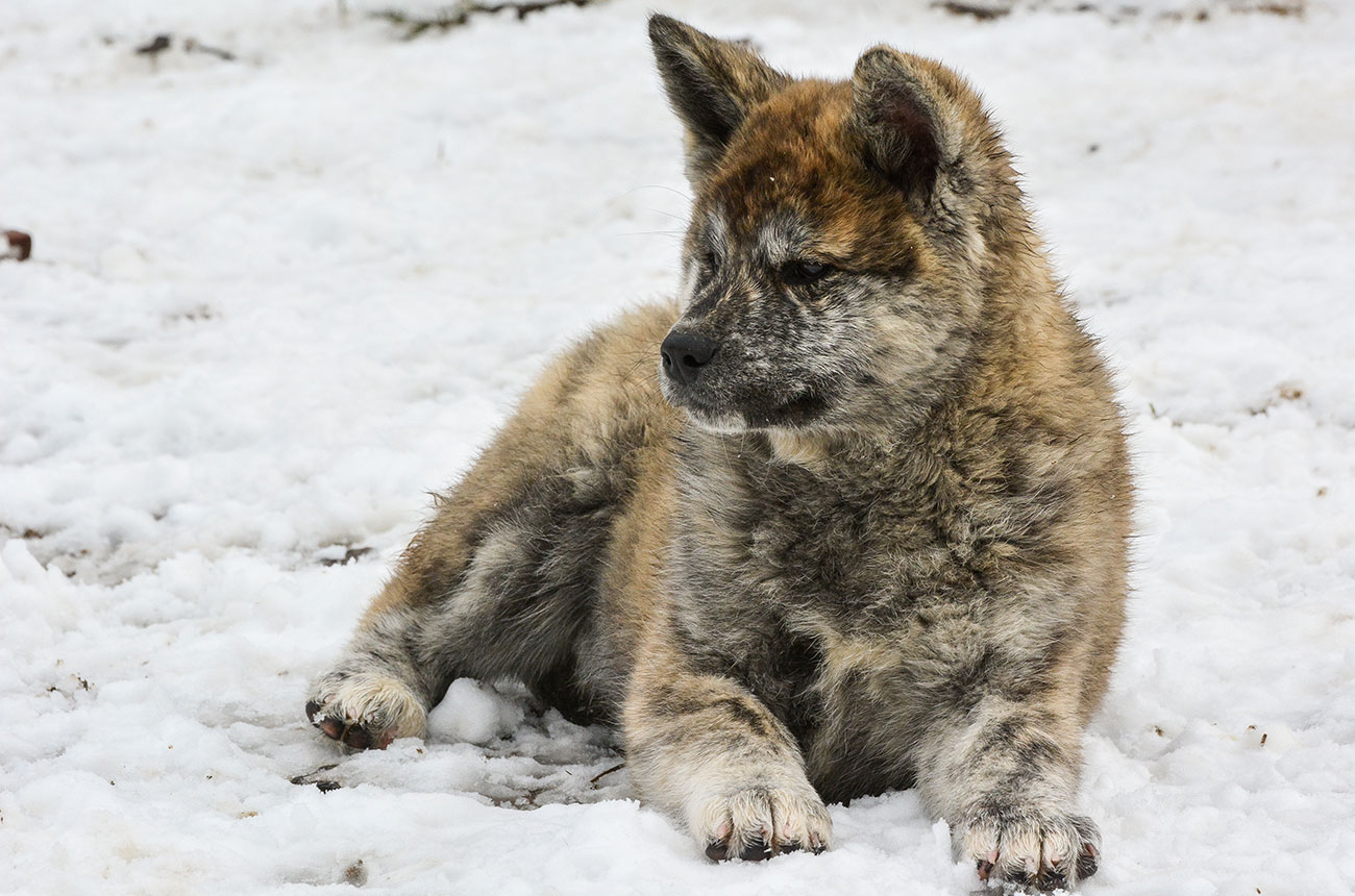 ITSUMI Mori No Kodomo