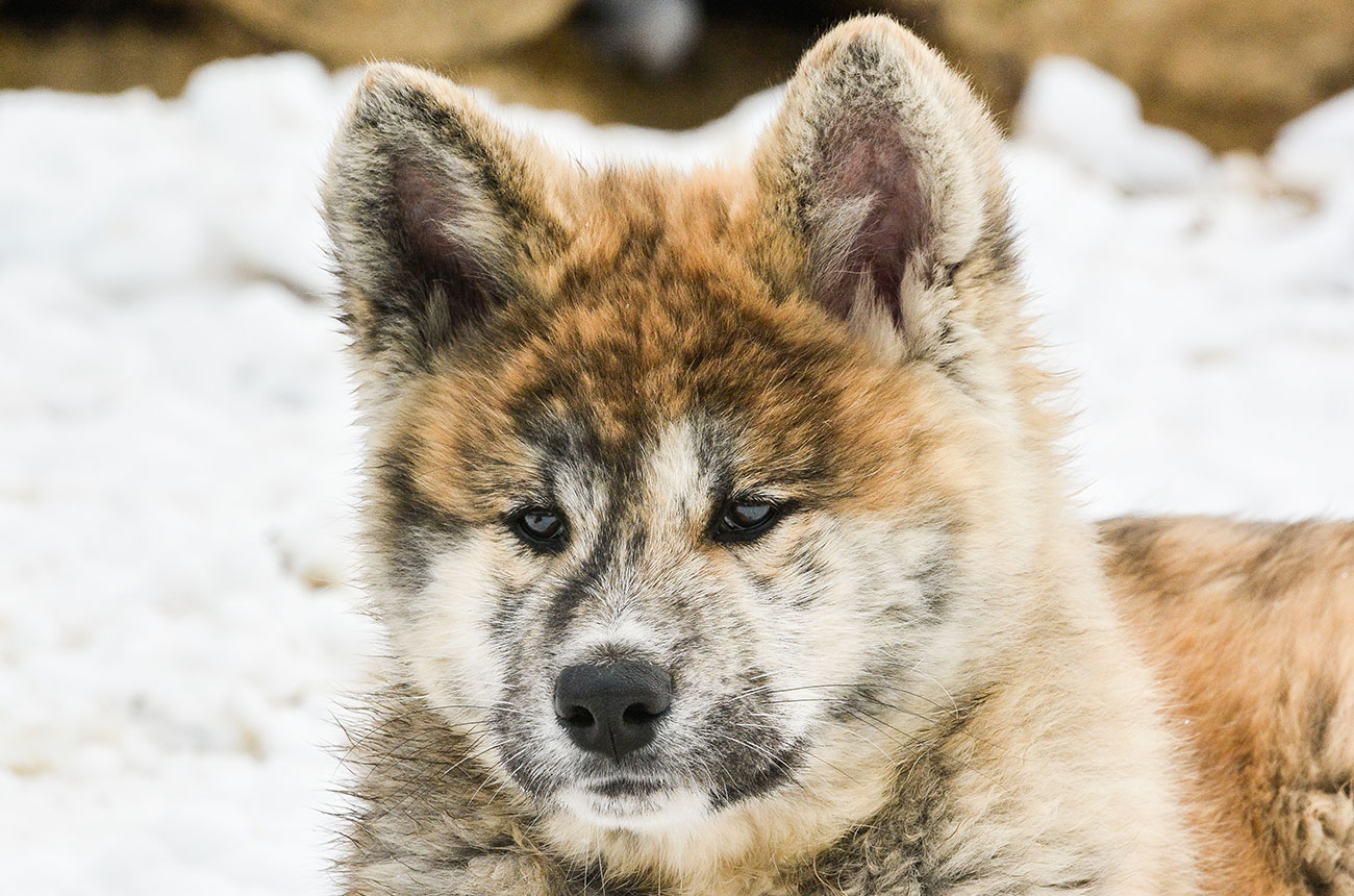 ISAMU Mori No Kodomo