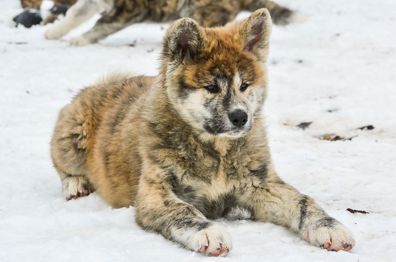 ISAMU Mori No Kodomo