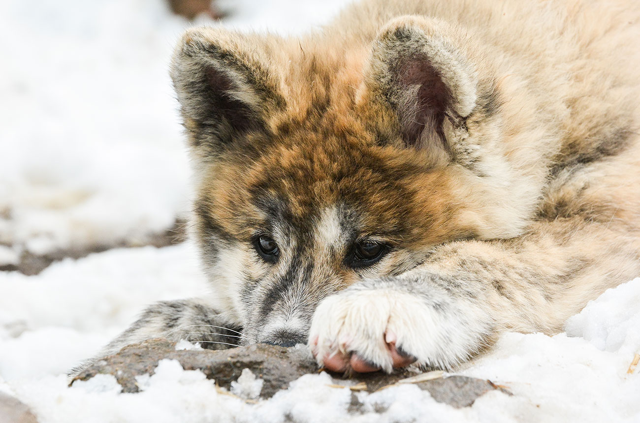 ISAMU Mori No Kodomo