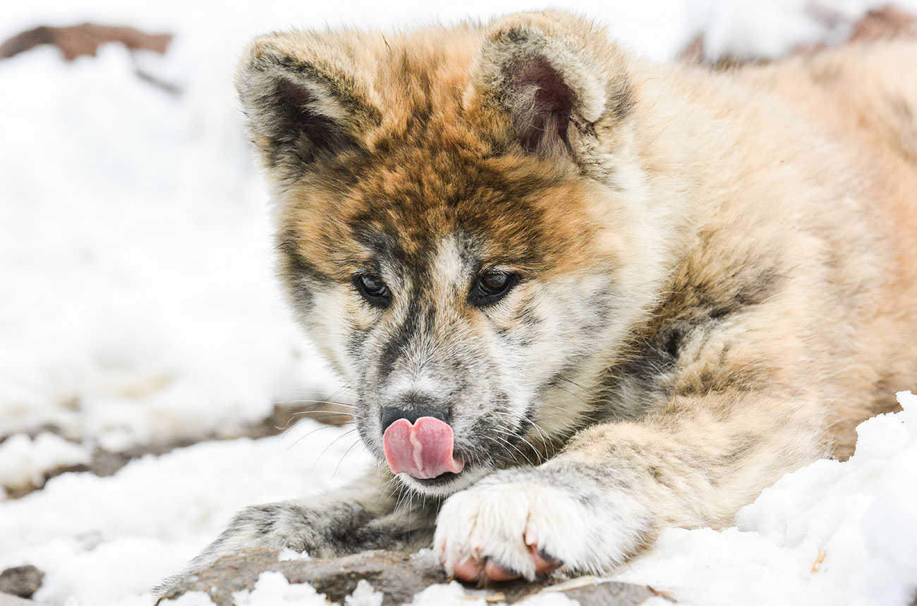 ISAMU Mori No Kodomo