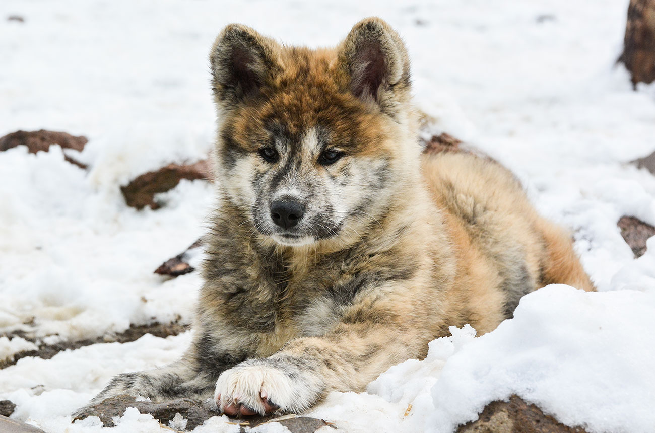 ISAMU Mori No Kodomo