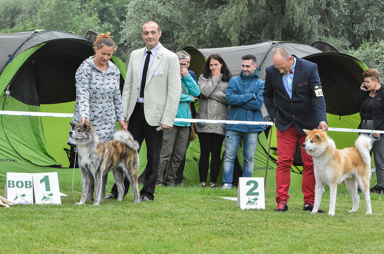 National Dog Show V Group Wroclaw 
