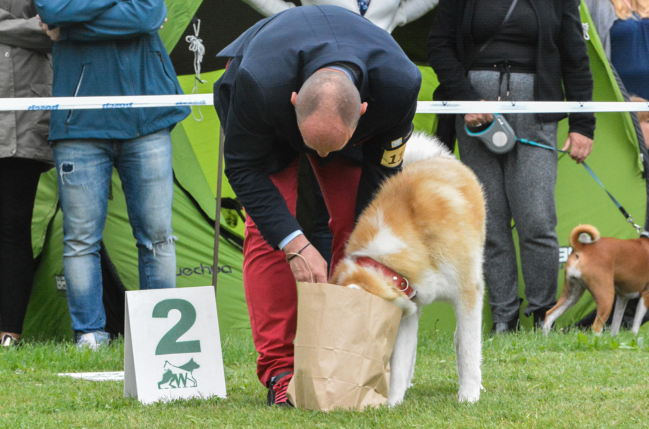 Lisu vel Daichi Migoto Inu